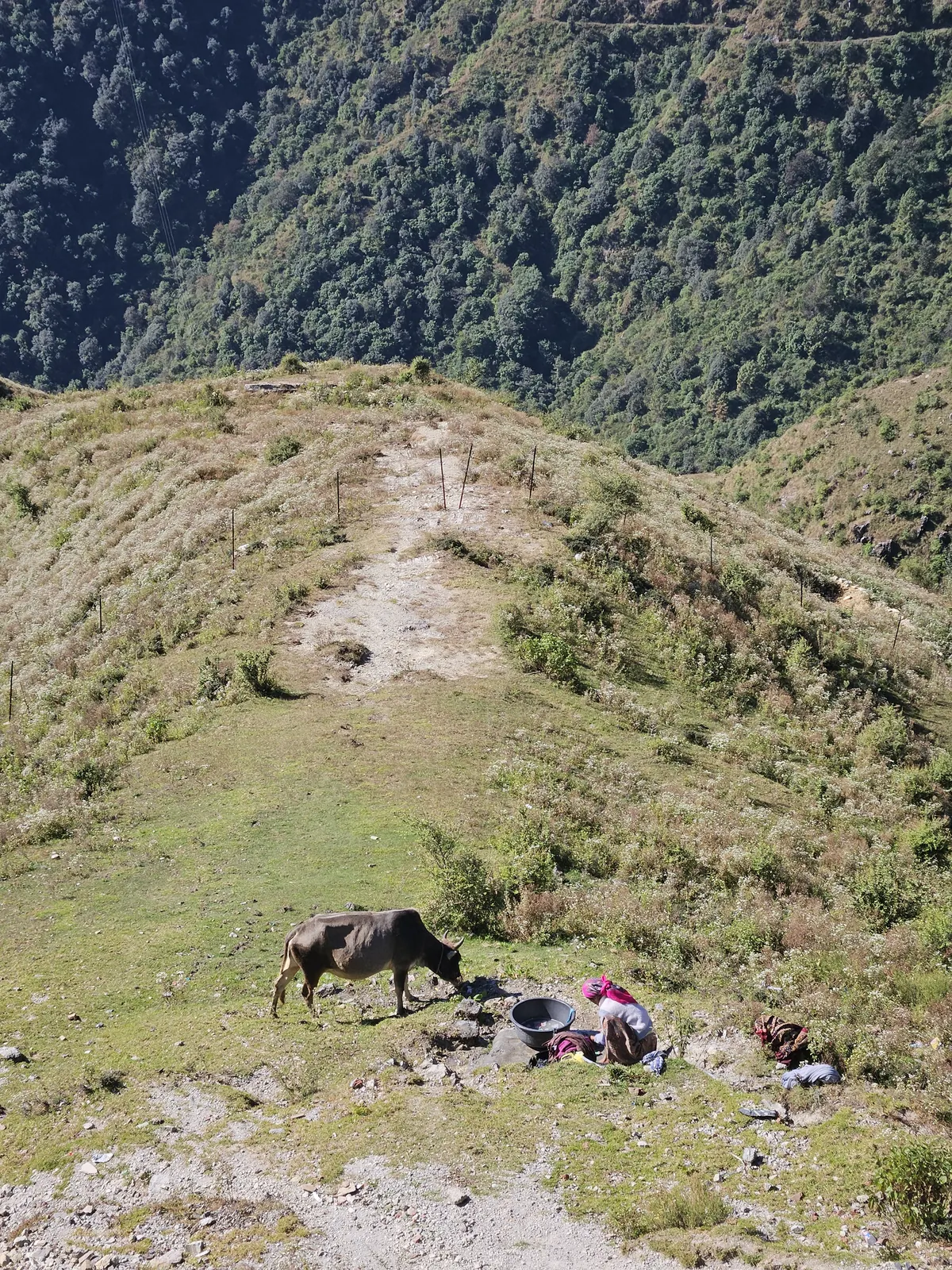 A grassy ridge trail through the forest near Suwakholi and Mussoorie on a sunny November morning
